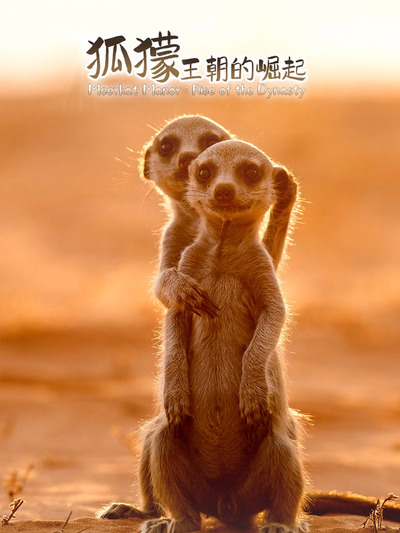 狐獴：王朝的崛起 第01集